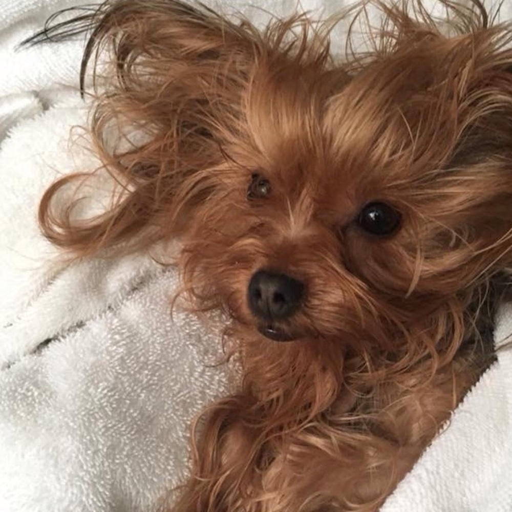 My Little  fur baby XHUY........ 🐾🐾❤️❤️🐾🐾🐾❤️ - Picture 5 of 16